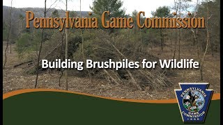 Brushpiles with Game Commission biologist Dan Mummert