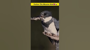 The Cuckoo is a Monster Bird 🦅 #trending