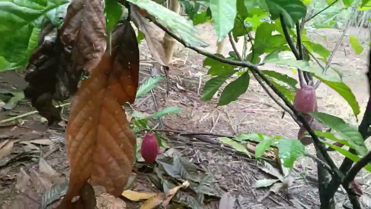 Aplikasi spray rutin Awal Bulan Maret +curcol santai bro ‼️