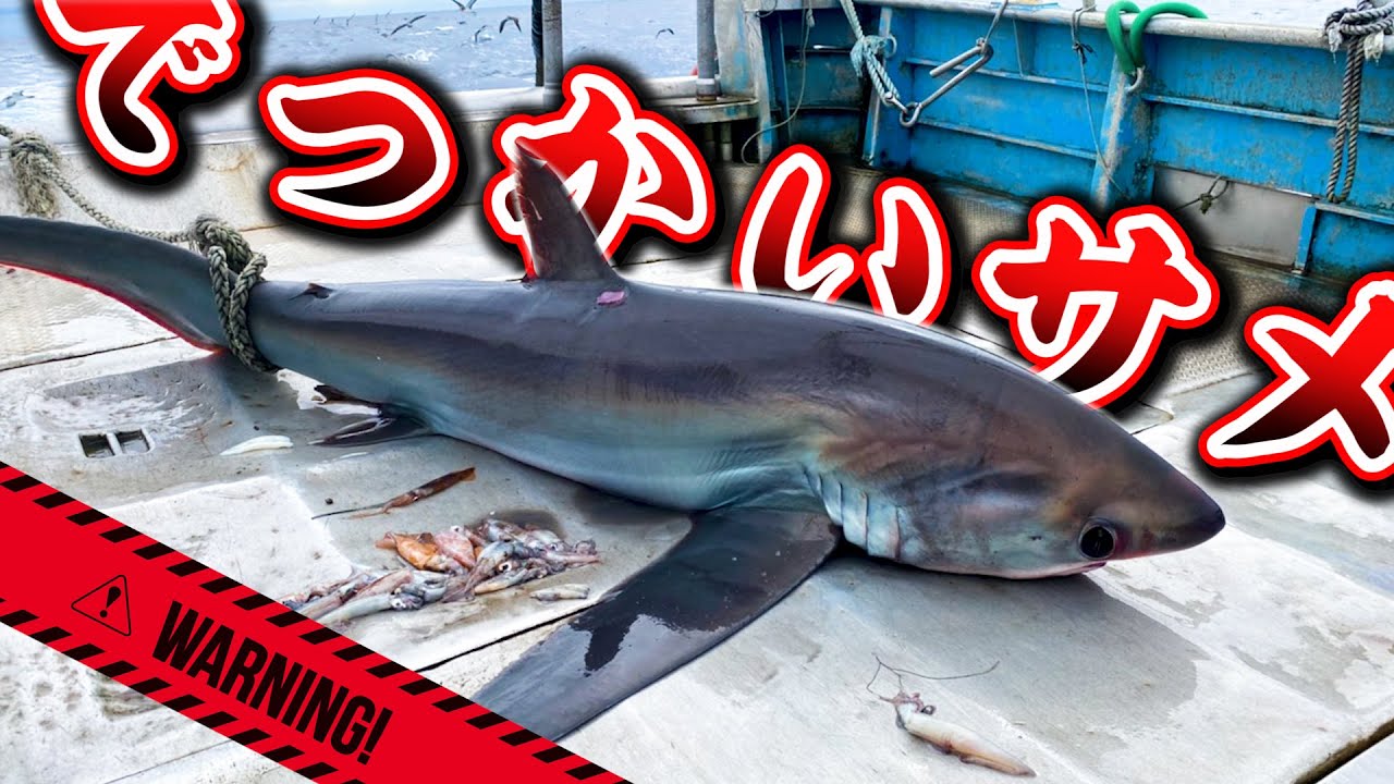 漁師の世界は超危険 このように凶暴な生物もかかってしまいます Youtube 漁師の世界は超危険 このように凶暴な生物もかかってしまいます Youtube