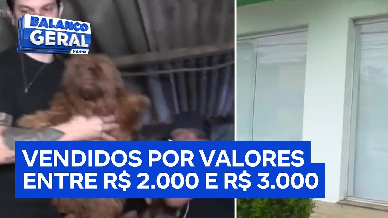 Polícia descobre canil clandestino e resgata animais em Arujá (SP)