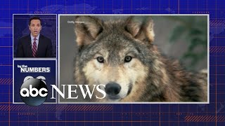 Celebrity By the Numbers: Judge restores protections for gray wolves in US Wealth