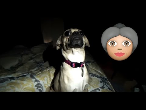 dog-pee's-on-sleeping-grandma!-prank!