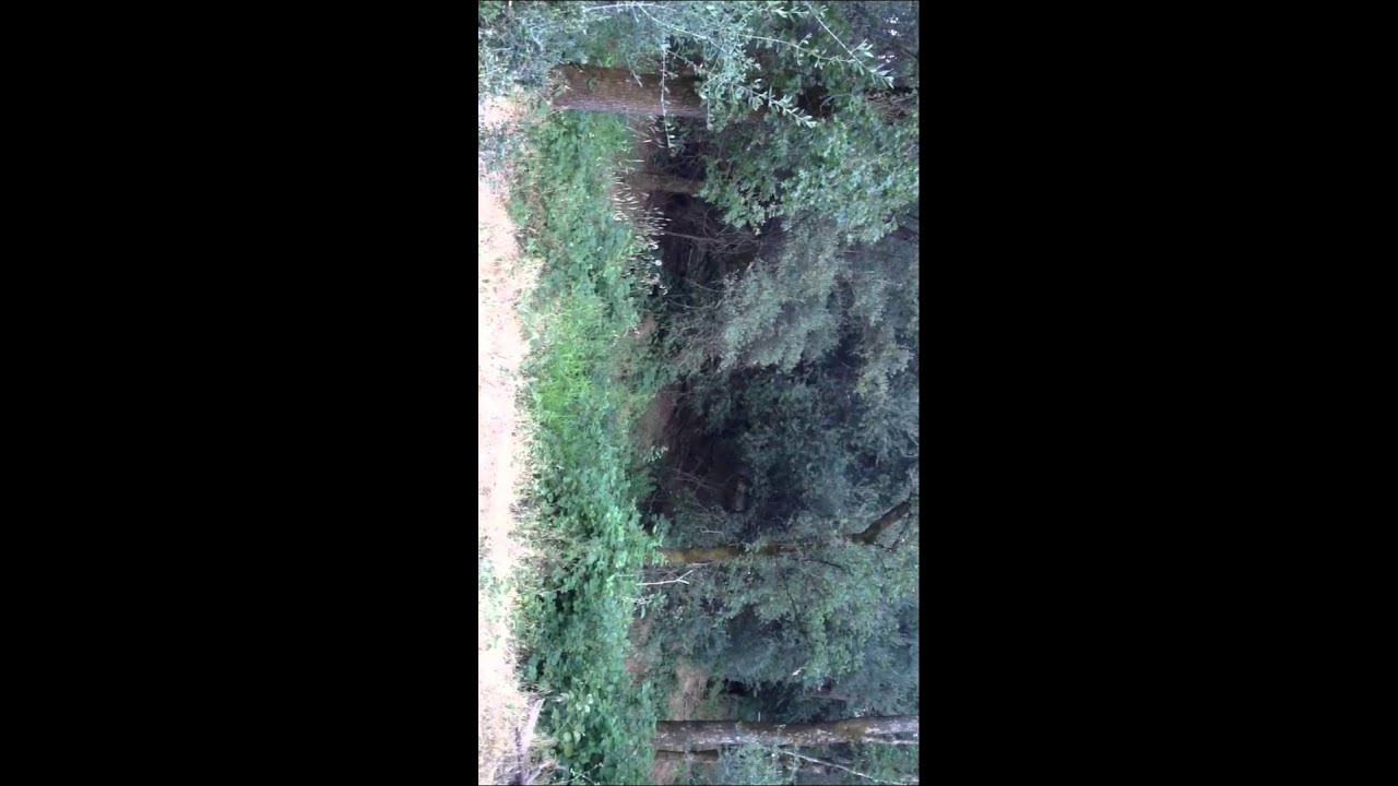 deer-giving-birth-youtube