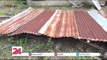 Đồng Nai:Voi rừng lại xuất hiện tàn phá khu dân cư - Tin Tức VTV24