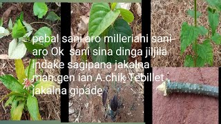 Pebal Saani Aro Milleria Saani Aro Ok Saani A.chik Tebillet