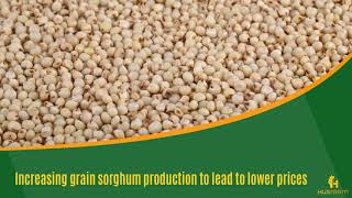 Increasing grain sorghum production to lead to lower prices