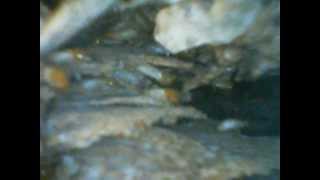 Borescope Video showing termites in an arboreal nest.