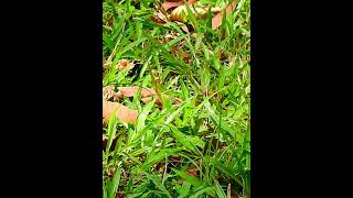 #Cutes Babies Monkey, And Daisy's baby# 256