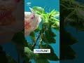 Maximizing growing season: Climate's change to your garden