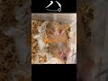 ハ。-ハムスターの寝方について-#チ。#かわいい #hamster #キンクマ