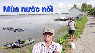 Câu cá rô đồng mùa nước nổi
