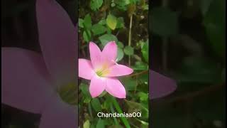 The magical flower that wakes up for rain! ✨💗 #gardeningtips #flowerfacts #shorts