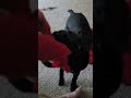 Fred the pup