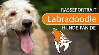 ► Labradoodle [2021] History, Appearance, Temperament, Training, Exercise, Care & Health