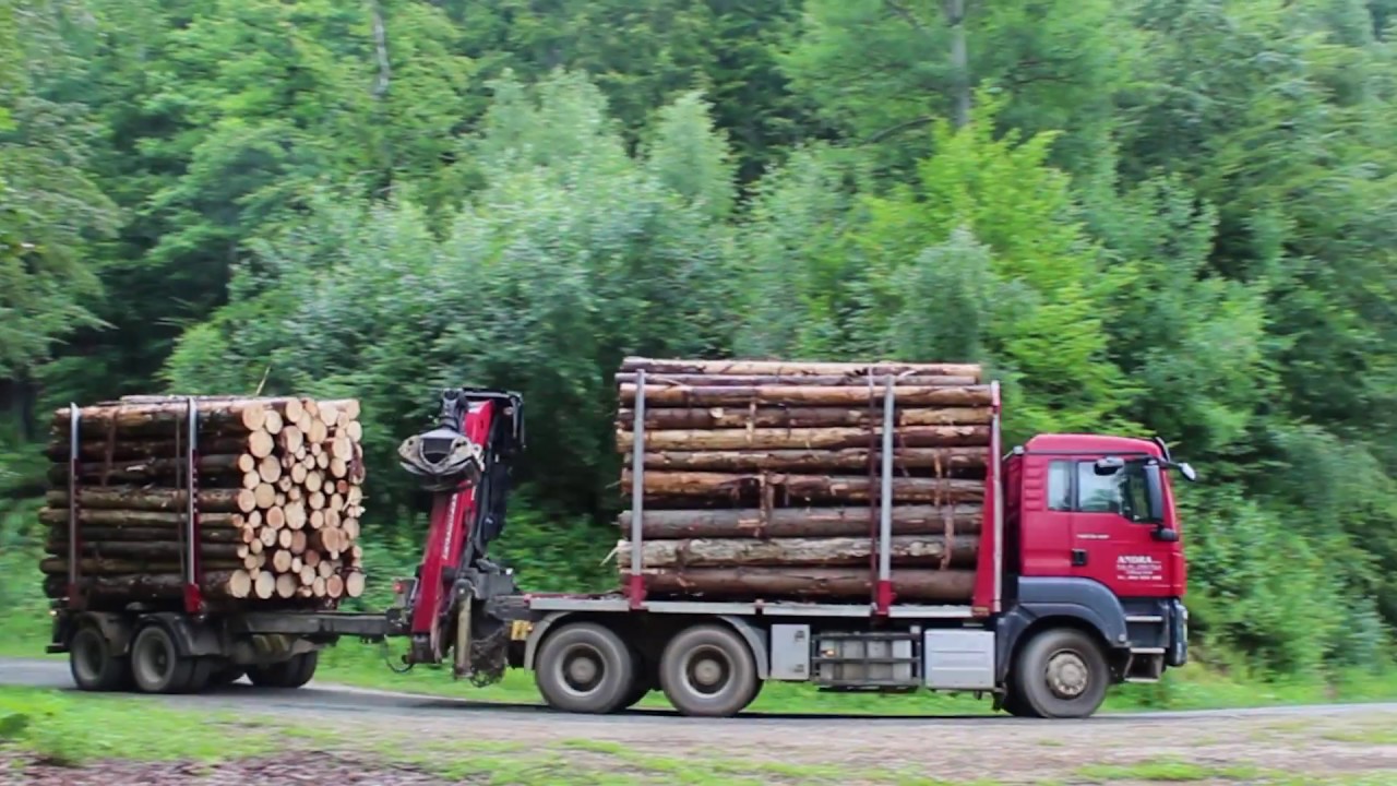 Sečnja in spravilo lesa / Na sledi lesu