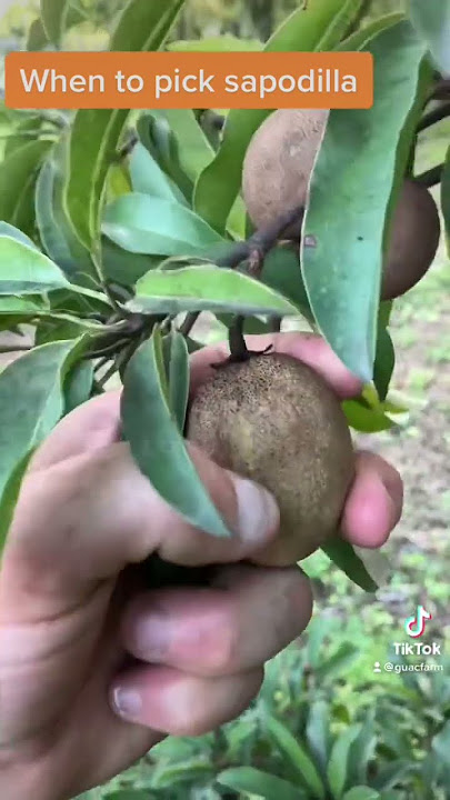 When to pick sapodilla