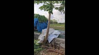 Secrets to a Successful Papaya Harvest
