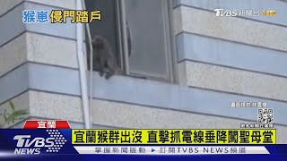 宜蘭猴群出沒 直擊抓電線垂降闖聖母堂｜TVBS新聞