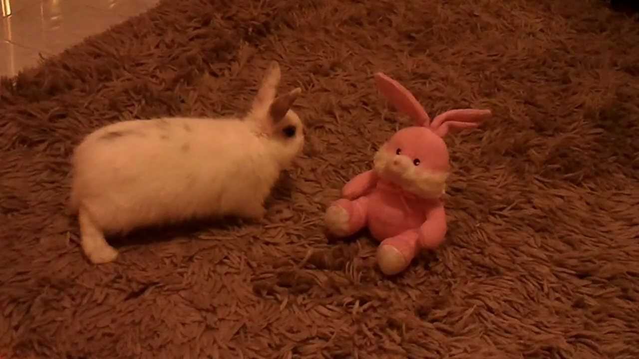 toys for bunnies to play with