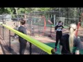 PacWest TV - Dominican Softball and Penguin Field
