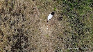Японский журавль (Grus japonensis) - Red-crowned Crane Японский журавль (Grus japonensis) - Red-crowned Crane