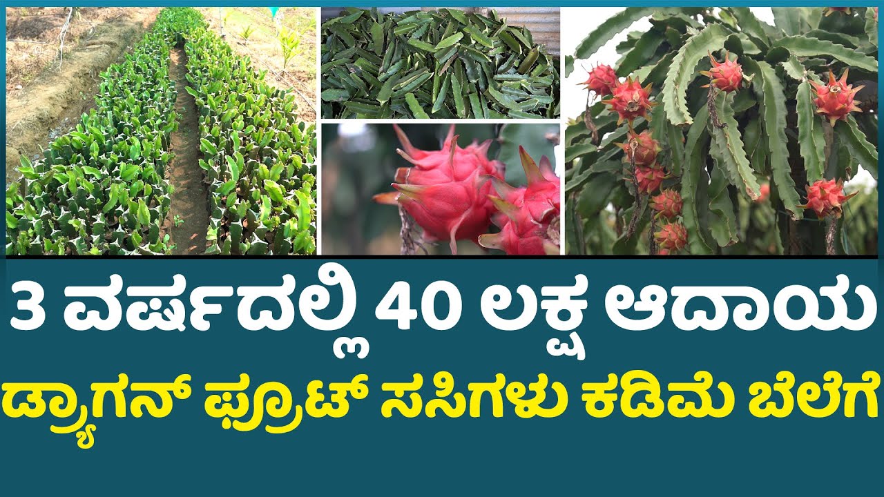 dragon fruit farming - ph 9901142968 ರೈತರಿಗೆ ಉತ್ತಮ ಗುಣಮಟ್ಟದ ಡ್ರ್ಯಾಗನ್ ಫ್ರೂಟ್ ಸಸಿಗಳು ಕಡಿಮೆ ಬೆಲೆಗೆ
