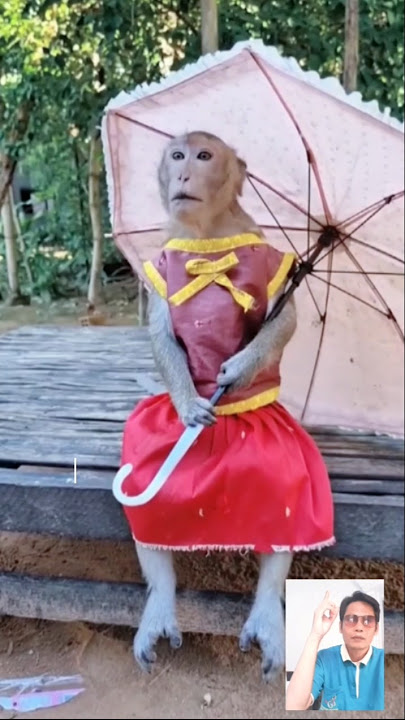 Monyet menunggu tante kepanasan pakai payung #monkey #funny #cute