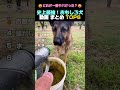 史上最強!おもしろ犬動画 まとめ TOP6