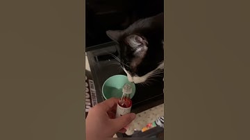 My Cat Tried Cat Wine And Got Drunk