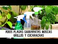 ✅garrapatas, pulgas, moscas, cucarachas, plagas hormigas ?AQUÍ ESTÁ LA SOLUCIÓN / Dulce y Natural.