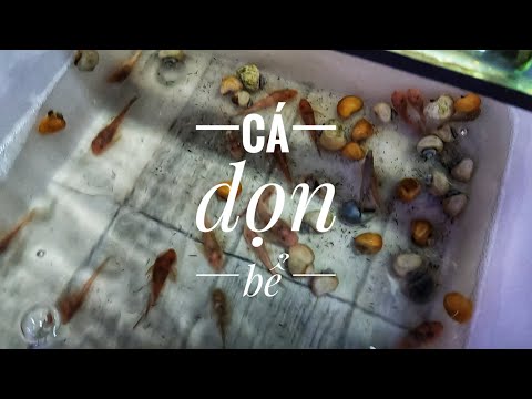 Video Fish 60: Những loại cá dọn bể có thể nuôi chung cá vàng - youtube