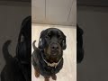 ❤️ #shorts #dog #dogs #basederap #chillbeat #lofi #boombap #lofihiphop #oldschool #beatmaker #jazz