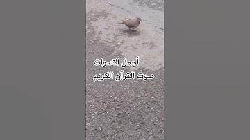 #محمد_صديق_المنشاوي #قرآن #قران_بصوت_جميل #سورة_فصلت راحة_نفسية #المصحف #تصويري#الرحمن ♥️🌹