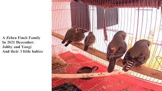 20220331: Zebra Finch - Jobby and Yongi, and their 3 babies
