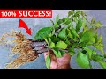 SUPER EASY Method To GROW Bougainvillea From Cuttings