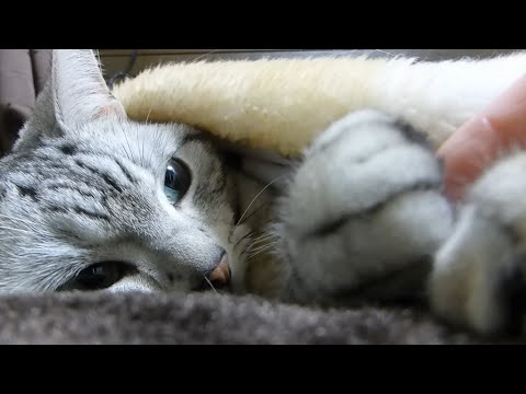 絶対怒らない猫 触りたい放題される 母ちゃんはその肉球が大好物 Cat Keeps Shaking Cute Paw Youtube