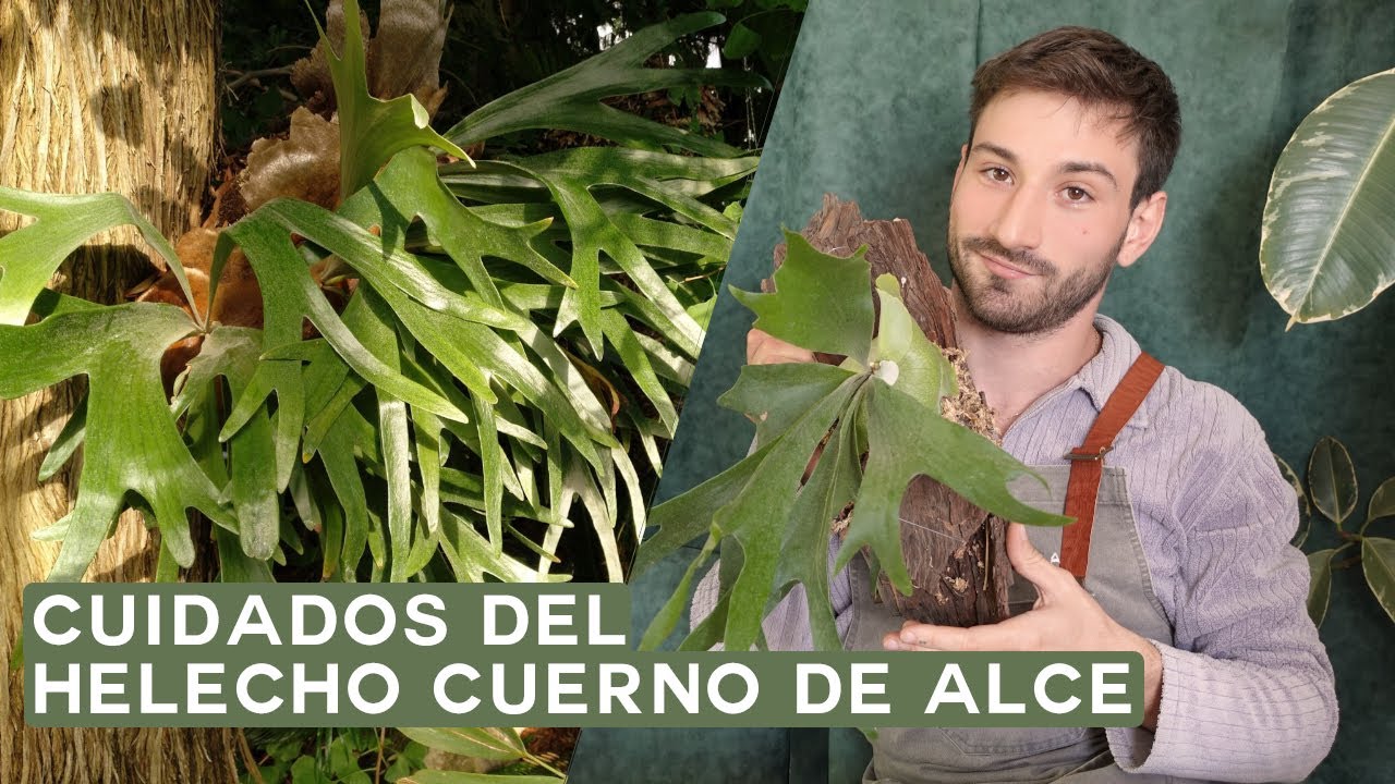 Como cuidar tu helecho platycerium