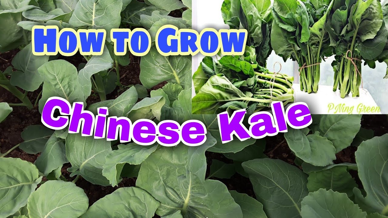 How to Grow Chinese Kale in home garden,ปลูกผักคะน้าในเมืองหนาวได้ตลอดปี YouTube