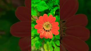 flowers |garden |beautiful trendingytshortsreelsfeedshortsflowergardengardeningfavoriteyt