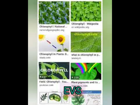 food of animals and plants - YouTube