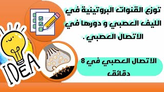 توزع القنوات البروتينية على غشاء الليف العصبي و دورها في الاتصال العصبي .