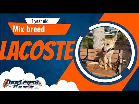 🐶🦮Off leash Dog Training / Obedience Training 🦮🐶