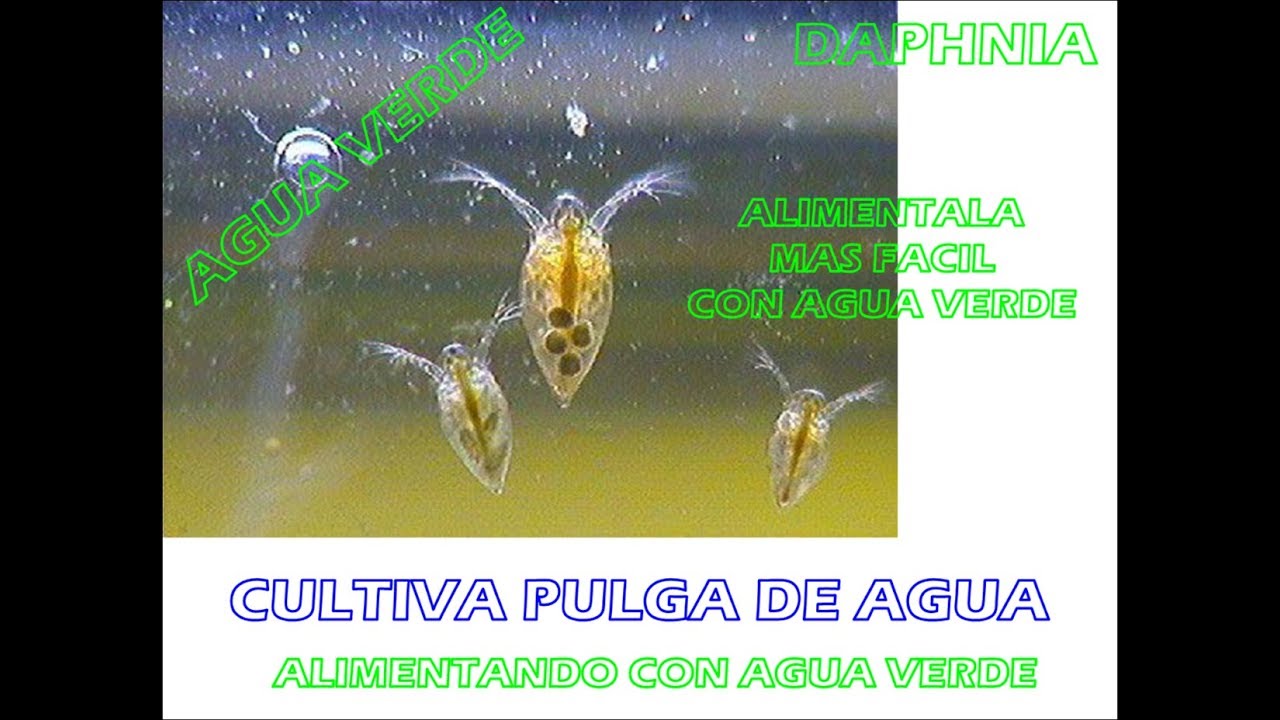 CULTIVO DESDE CERO DE PULGA DE AGUA /DAPHNIA SOLO CON AGUA VERDE