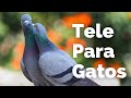 Pájaros Para Gatos - Palomas Comiendo y Cantando🦜🦜 para Gatos - Entretenimiento para Gatos