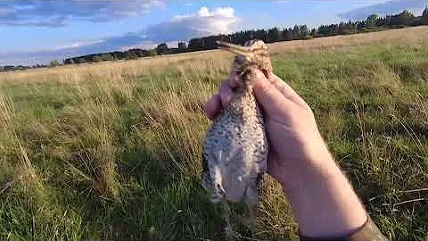 Охота на дупеля или коростель который смог.