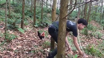 Bẫy gà rừng 1/3/2020 gà mồi lập công bổi đẹp quá sung