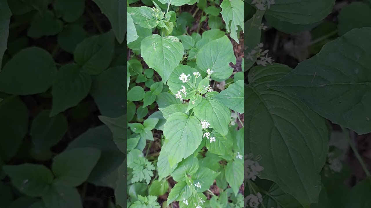 Canada Mayflower 🇨🇦