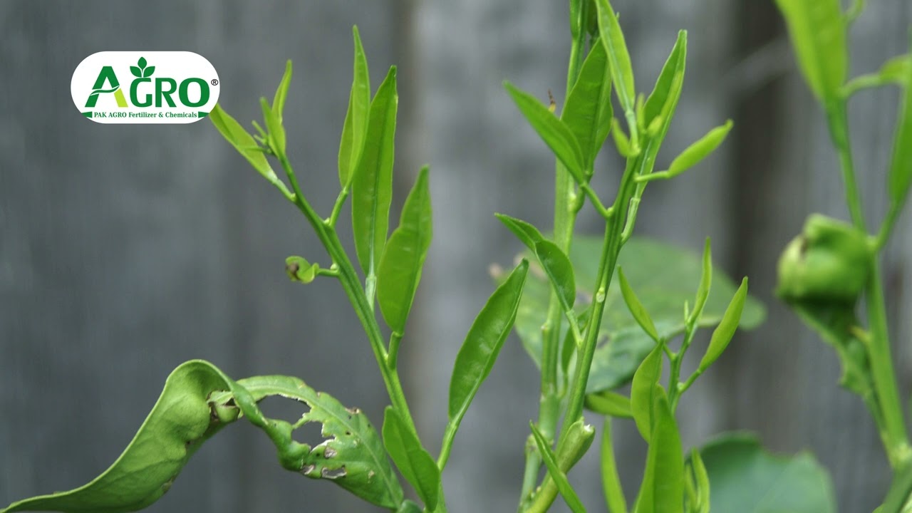 Long horned Grasshopper