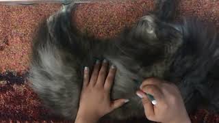 ASMR- My Dog is Glass/Wood/Paper 🐶💕 screenshot 2